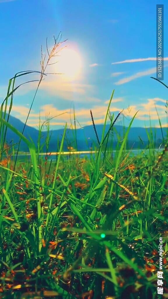 陽光下的翠綠草地
