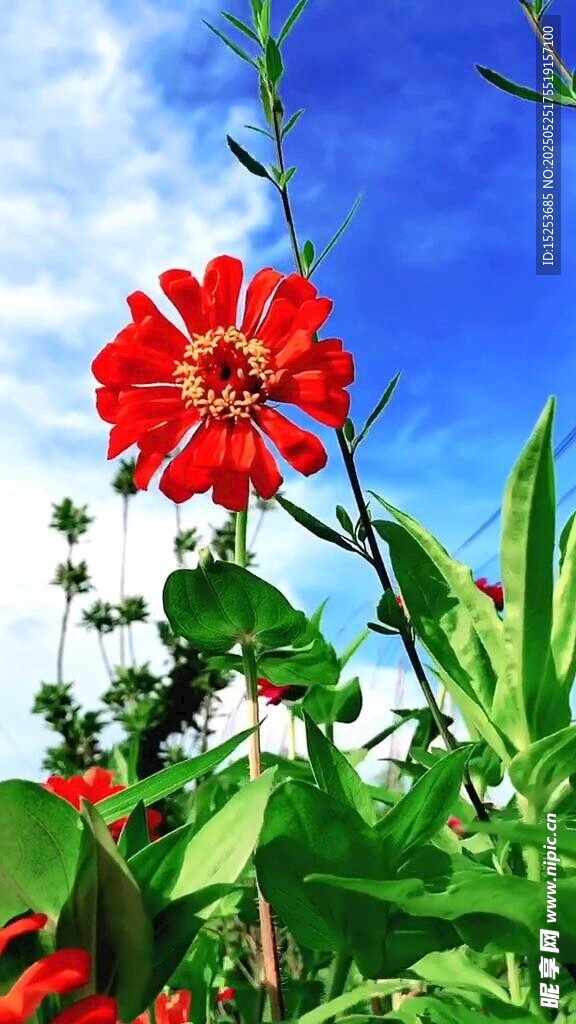 藍天映襯下的艷麗紅花朵