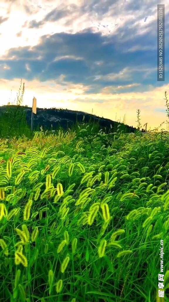 夕陽下的翠綠田野風光