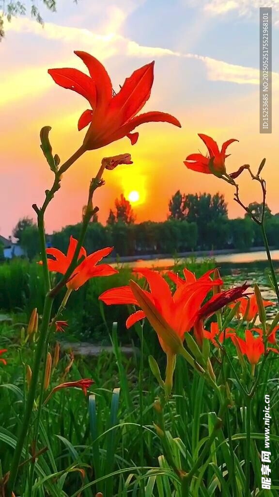 夕陽下綻放的艷麗花朵