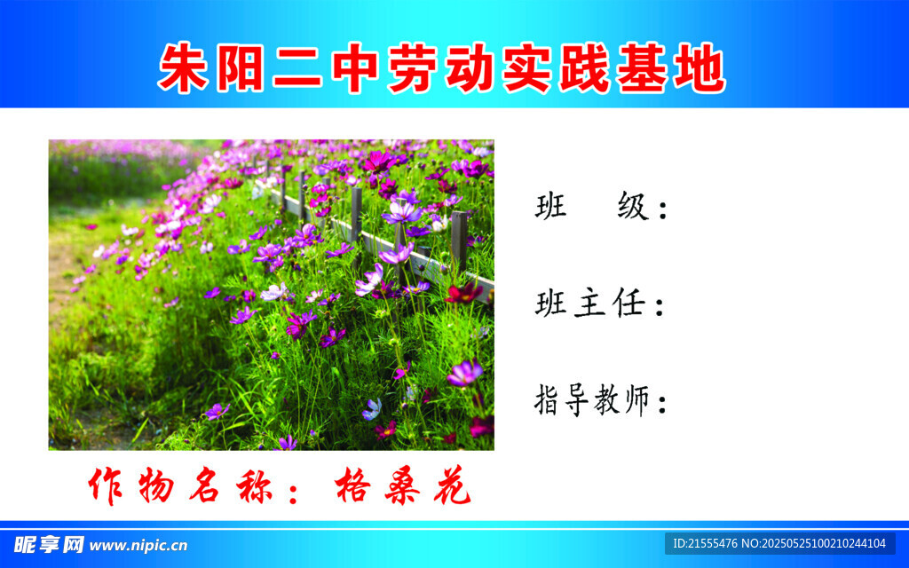 格桑花