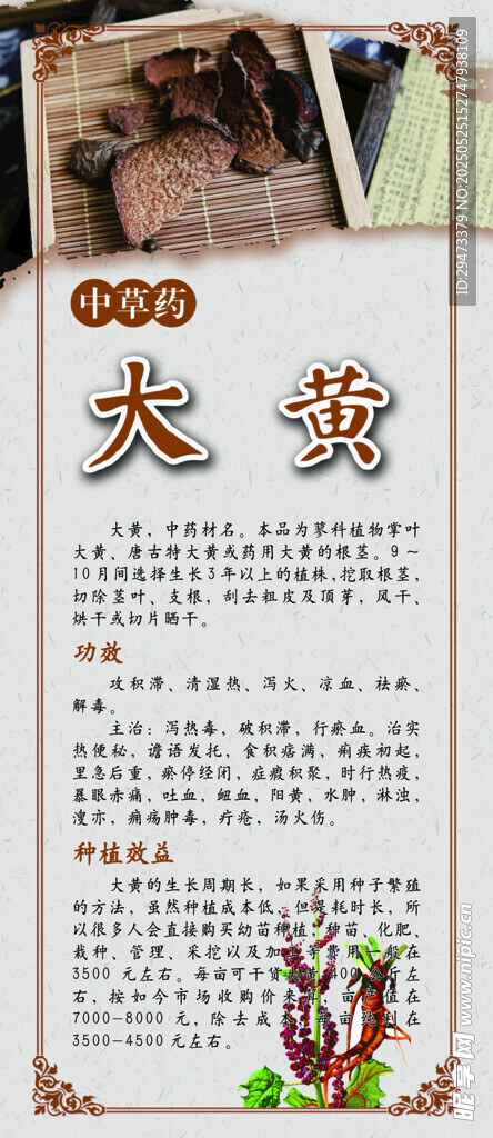 大黃 中藥材展板