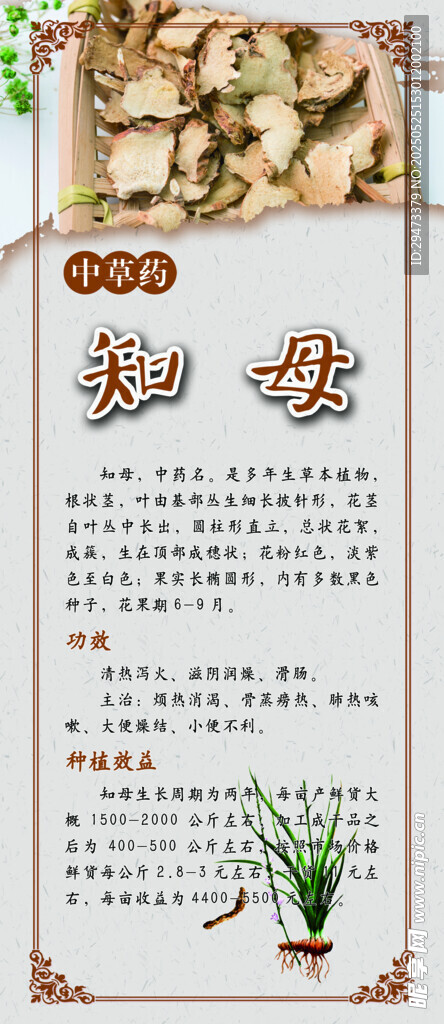 中藥材展板 知母