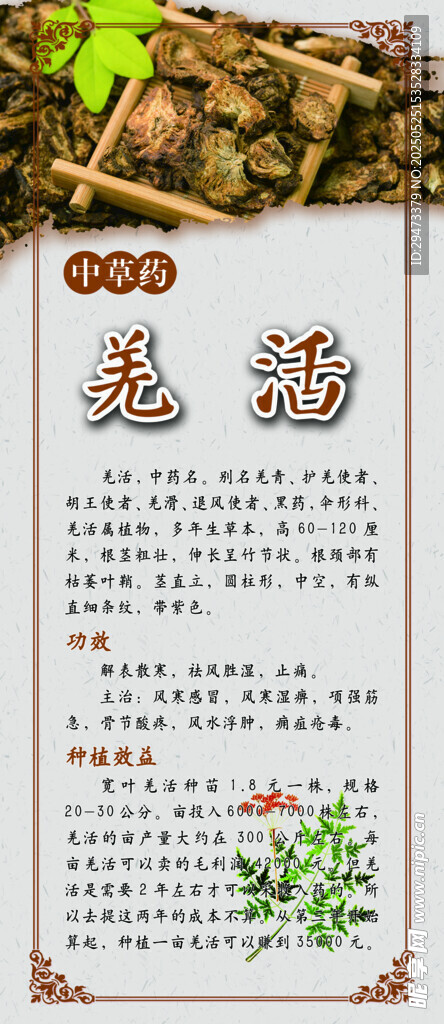 中藥材展板 羌活