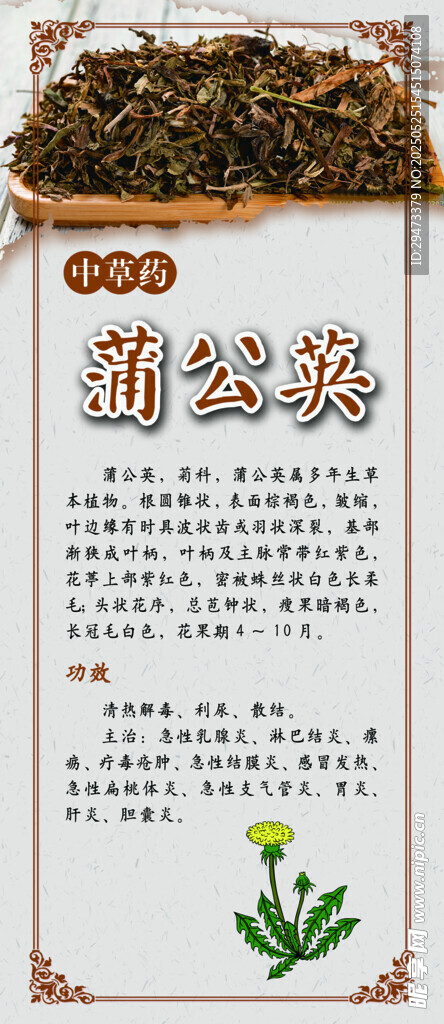 中藥材展板 蒲公英