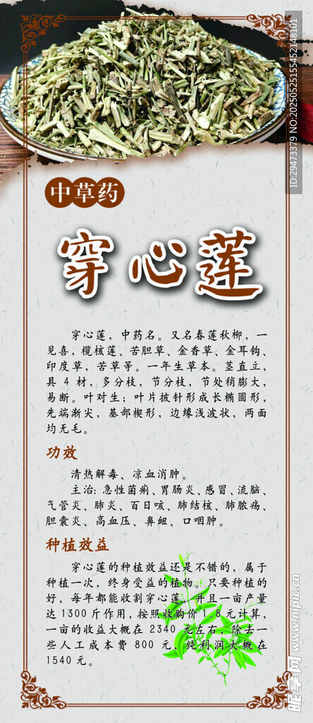 穿心蓮 中藥材展板