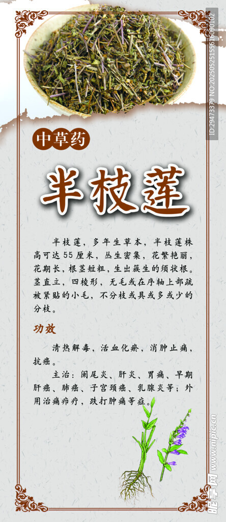 半枝蓮 中藥材展板