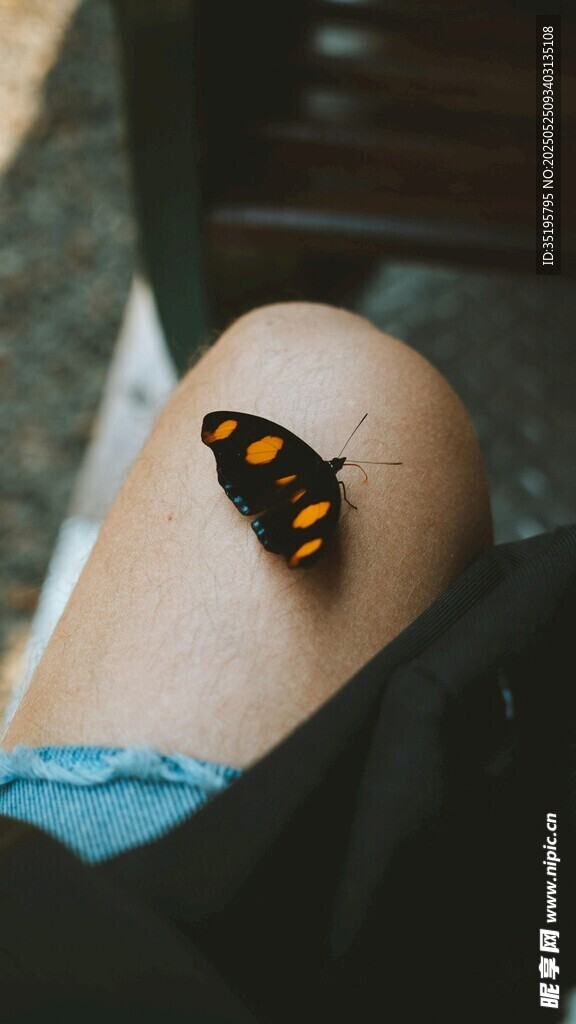 蝴蝶停駐在膝蓋上