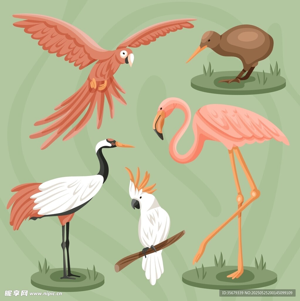 多樣鳥類插畫展示