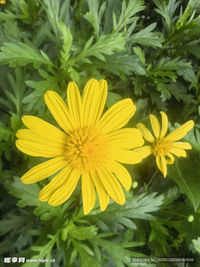 兩朵明艷黃色小菊花