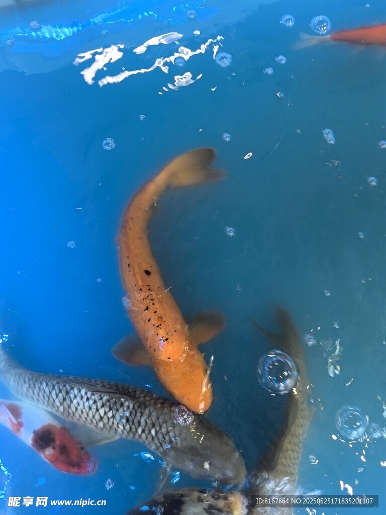 水中暢游的多彩錦鯉