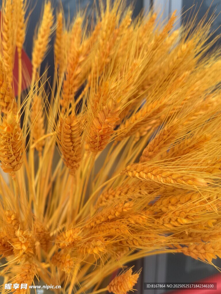 金黃飽滿麥穗特寫