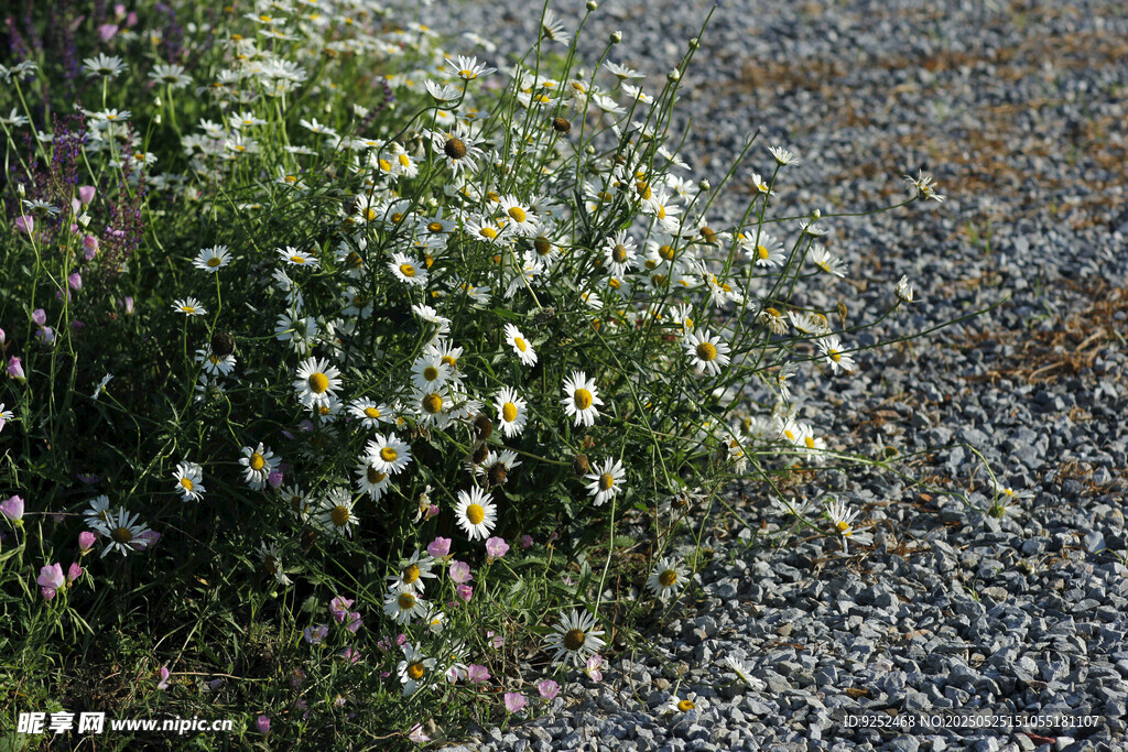 大濱菊