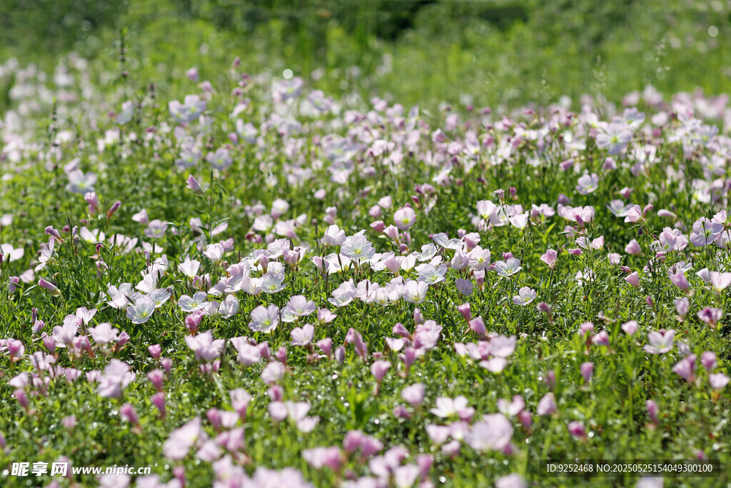 月見草公園 