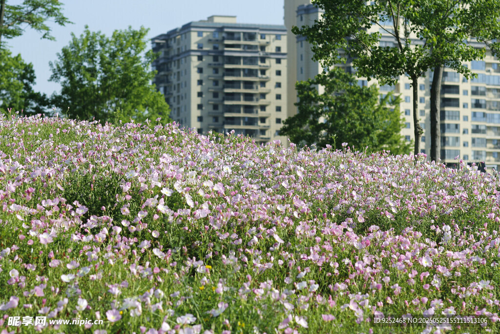 月見草公園