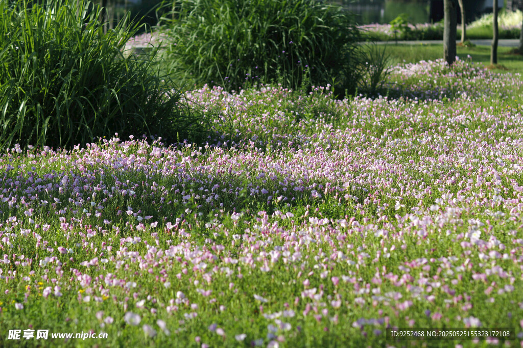 月見草公園 