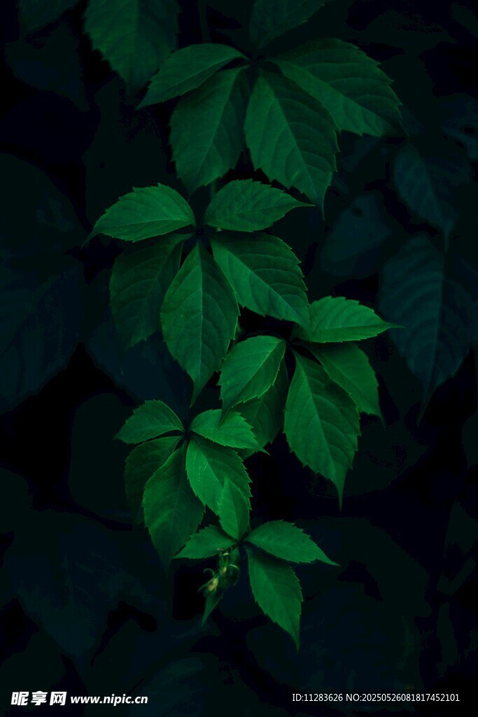 暗背景下的翠綠葉片