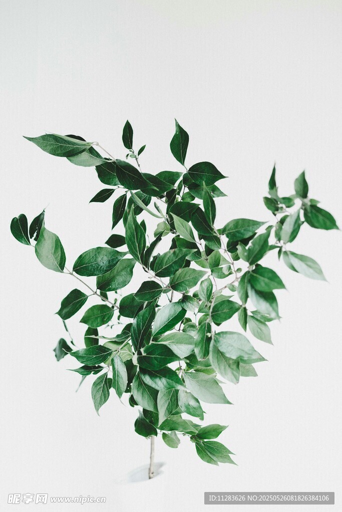 清新綠植盆栽