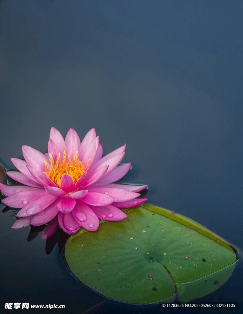 粉色睡蓮浮于水面