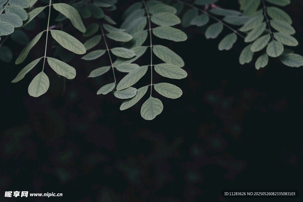 枝葉低垂的靜謐景象