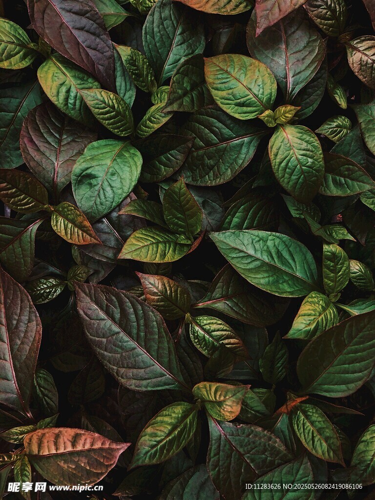 多彩斑斕的植物葉片特寫