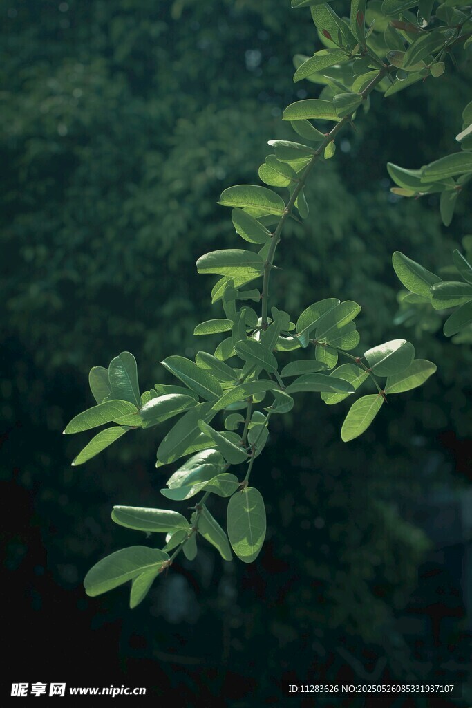 翠綠枝葉生機盎然