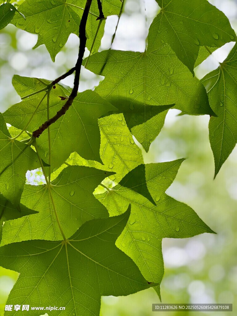 翠綠葉片生機(jī)盎然