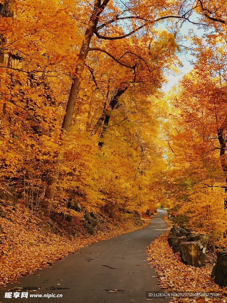 秋日林間小路的斑斕景致