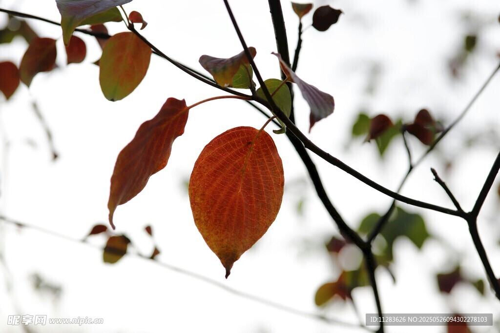 秋日枝頭紅葉