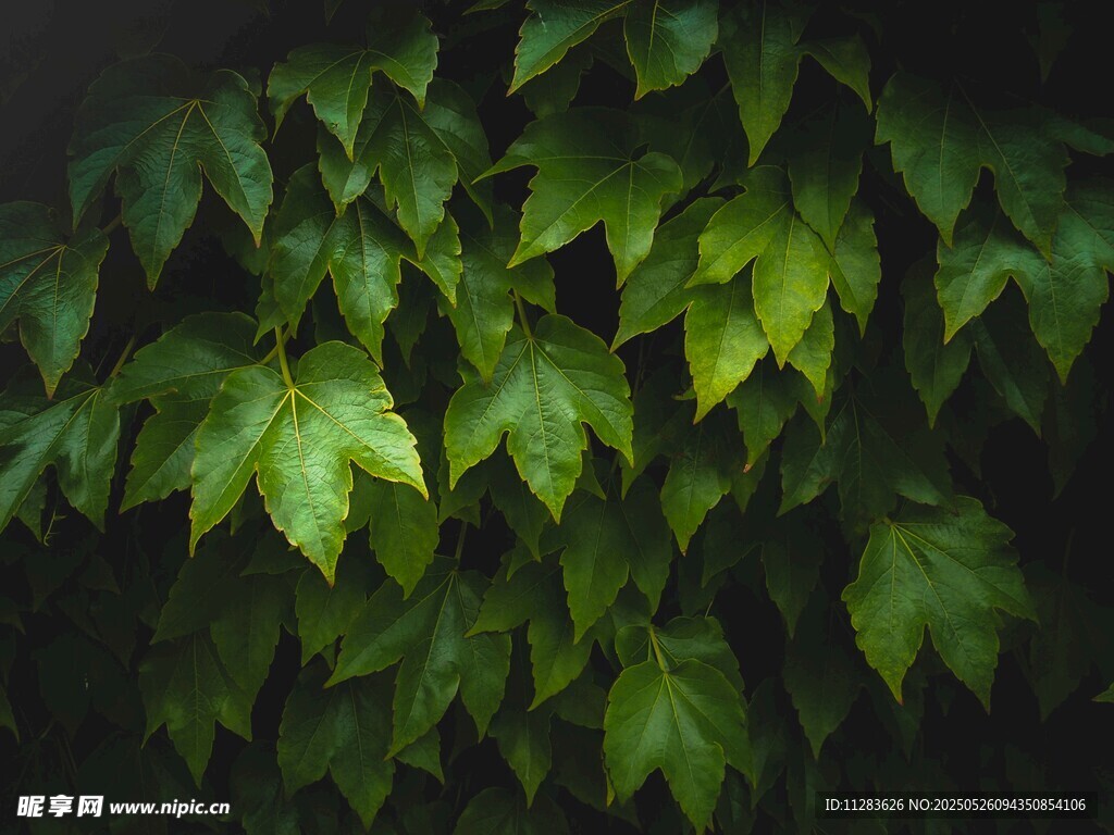 翠綠葉片的自然之美