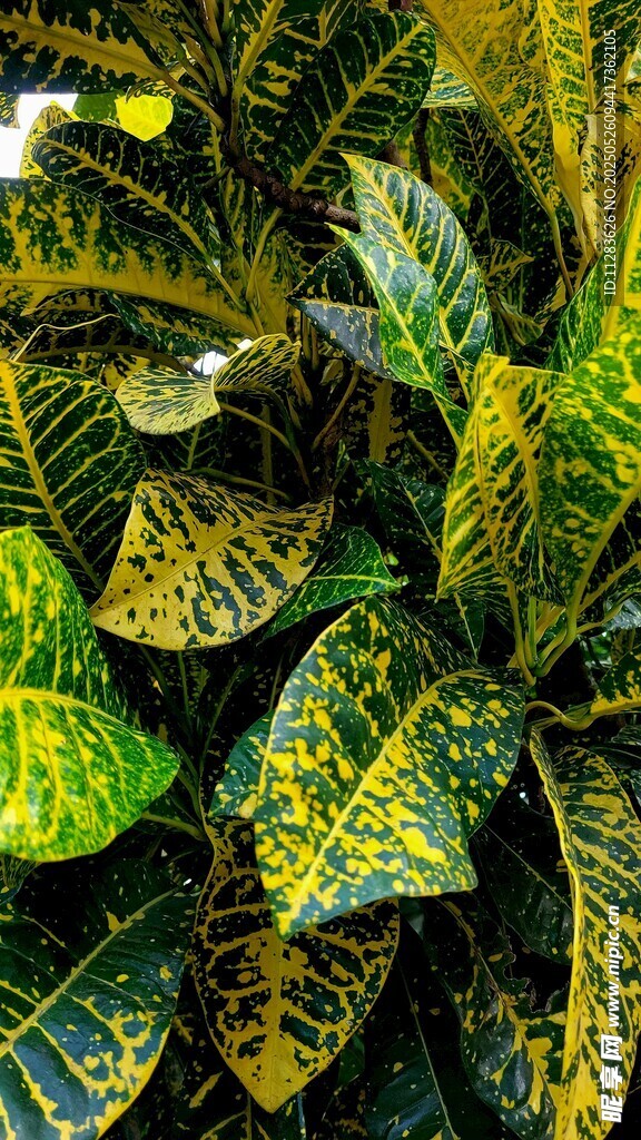 斑斕花葉植物特寫