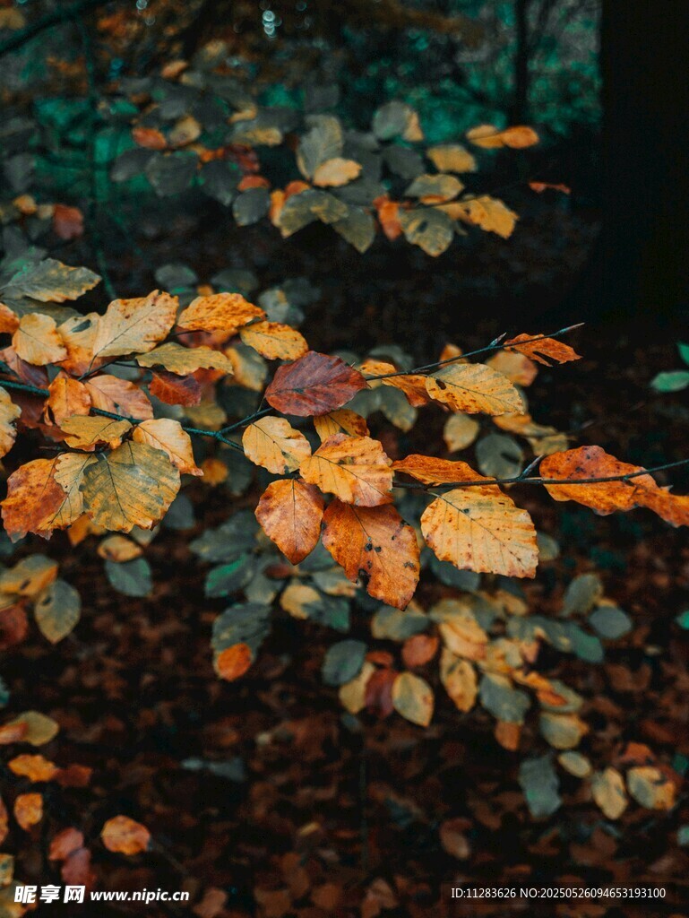秋日落葉鋪就的林間美景
