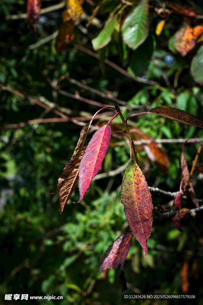 枝頭紅葉展自然之美