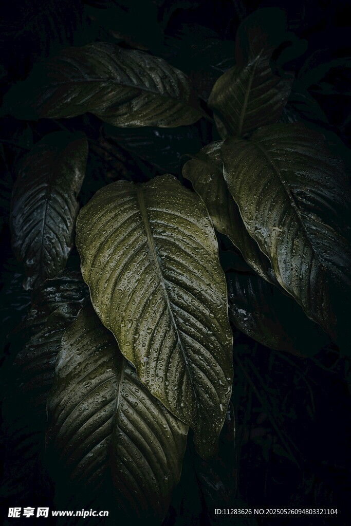 暗調(diào)下的紋理葉片特寫