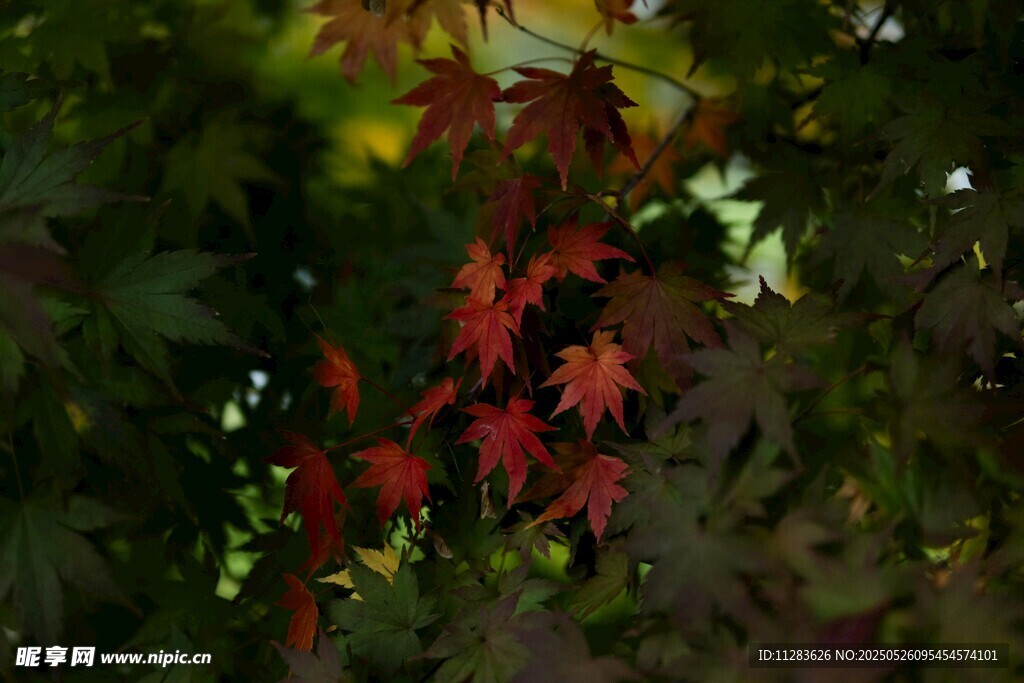 紅楓葉在綠葉間綻放