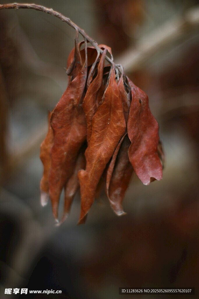干枯紅葉掛枝頭