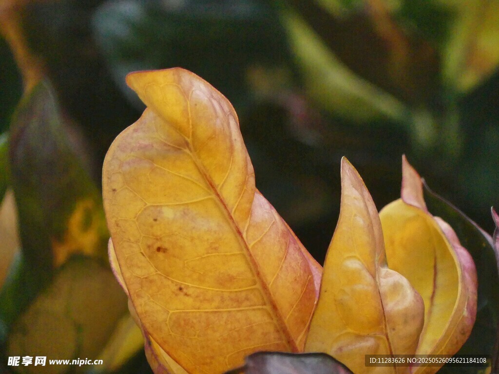 金黃葉片特寫