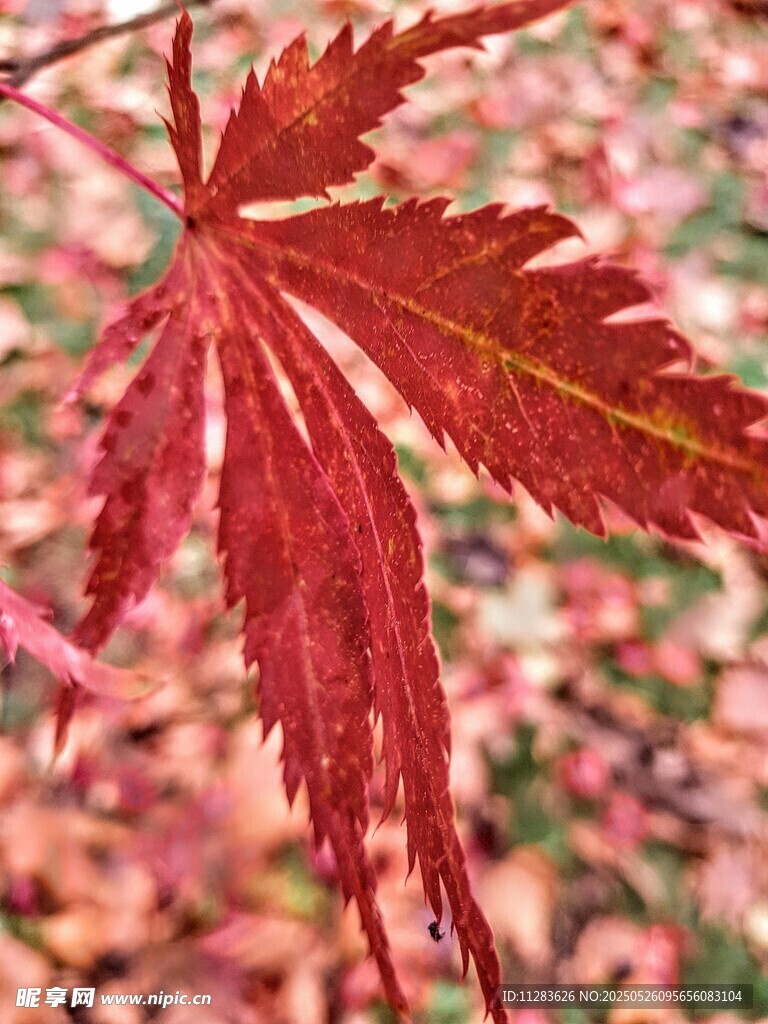 秋日紅楓葉特寫