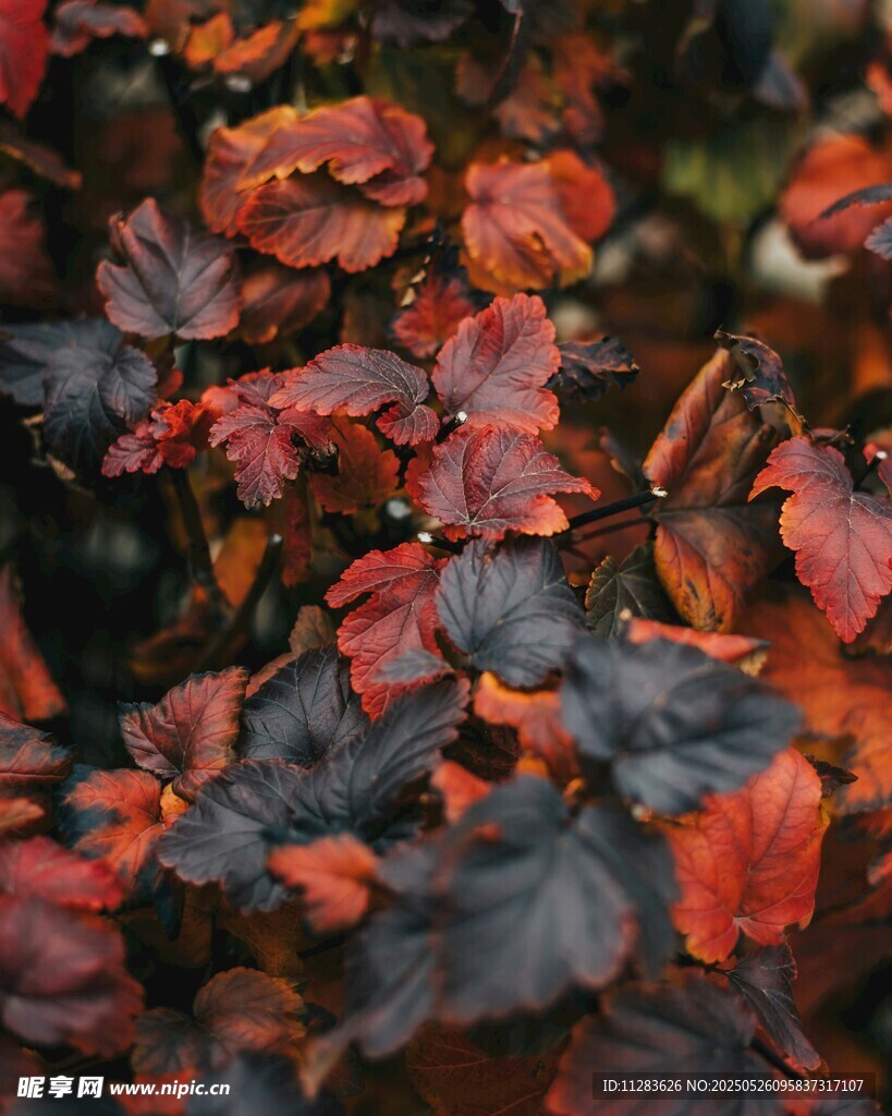 秋日斑斕紅葉特寫