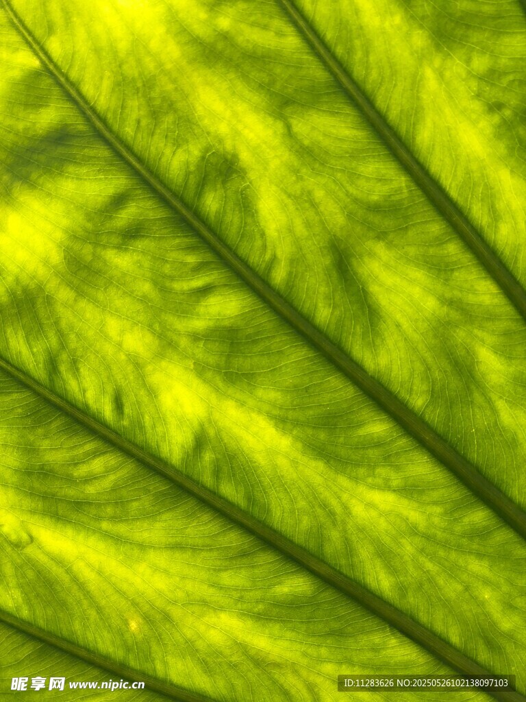 翠綠葉片紋理特寫