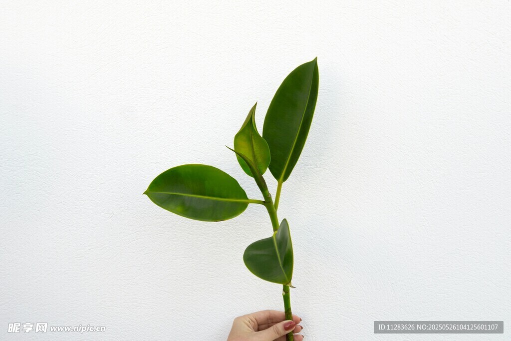 手持嫩綠植物幼苗