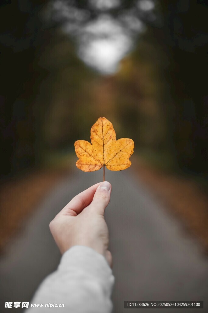 手持秋葉于林間小道