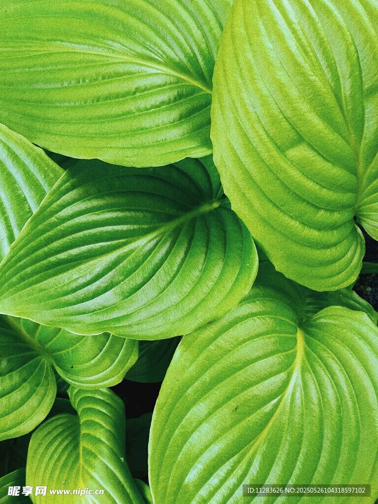 翠綠玉簪葉