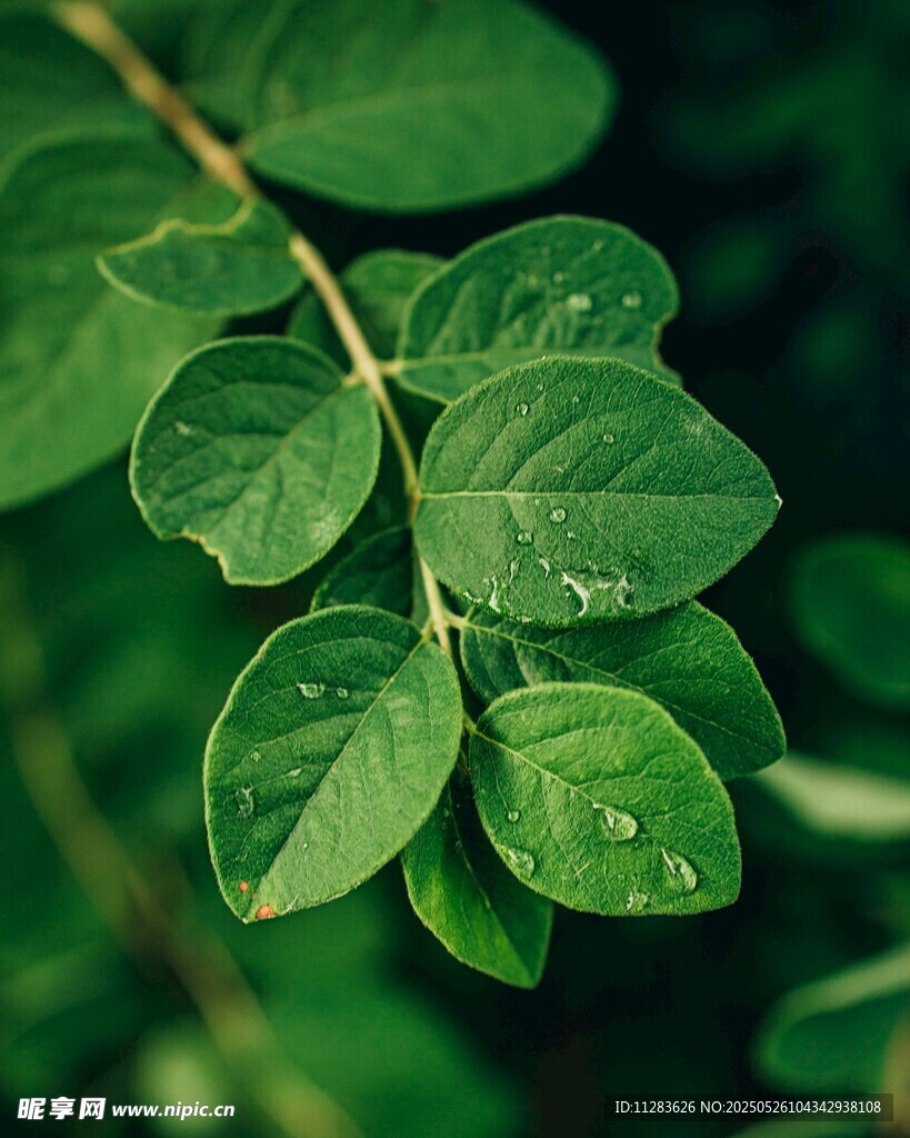 翠綠葉片上的晶瑩水珠
