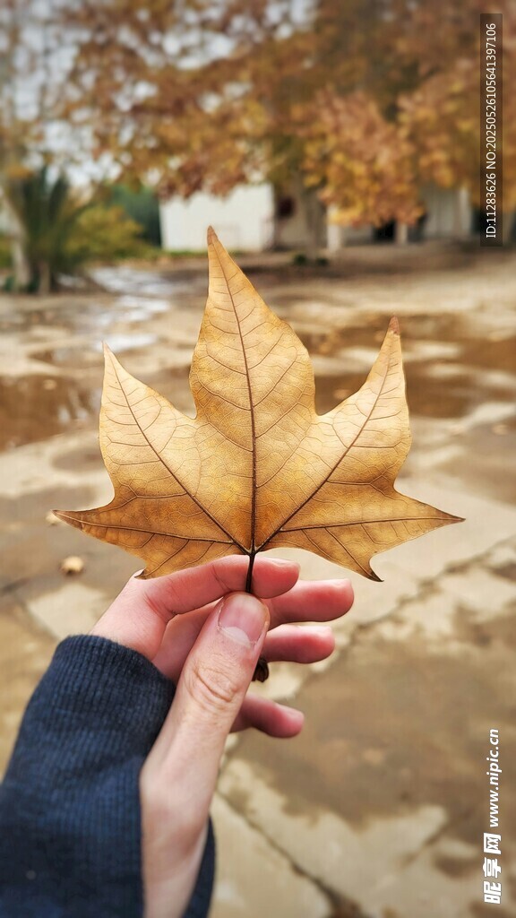 手持落葉