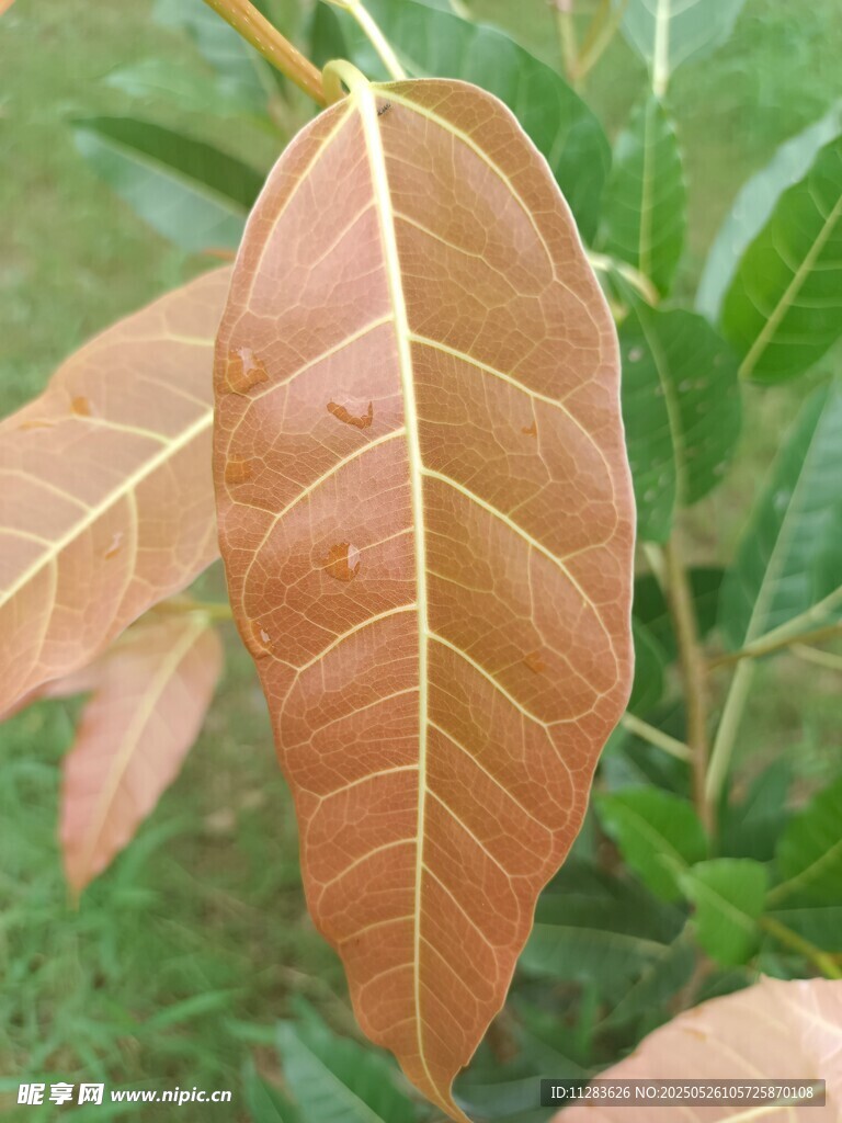 棕黃葉片特寫