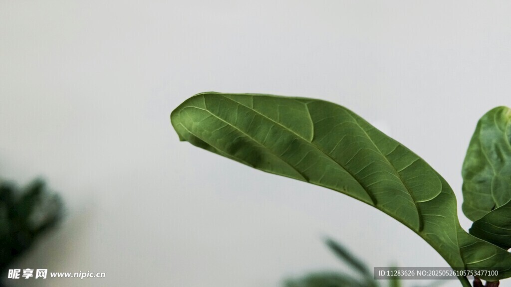 翠綠葉片特寫
