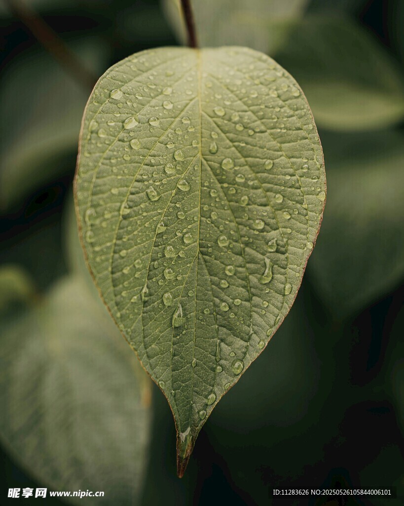 帶水珠的翠綠葉片