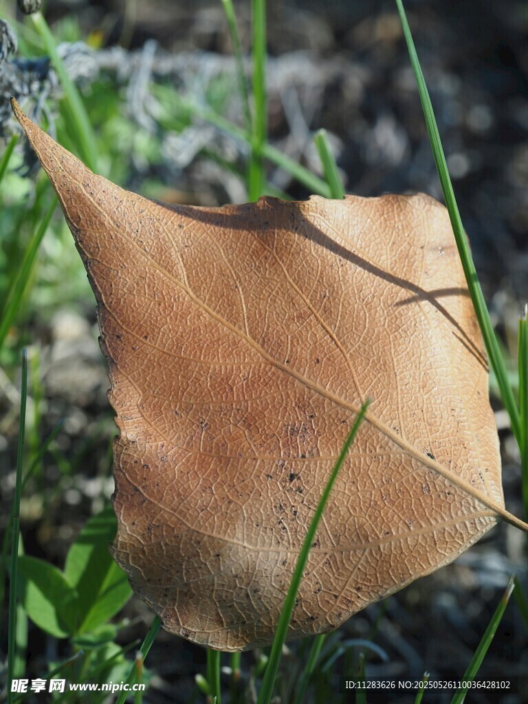 枯黃葉片于草叢中