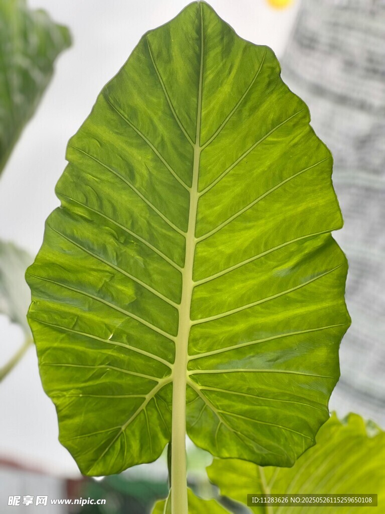 翠綠寬大的芋類植物葉片